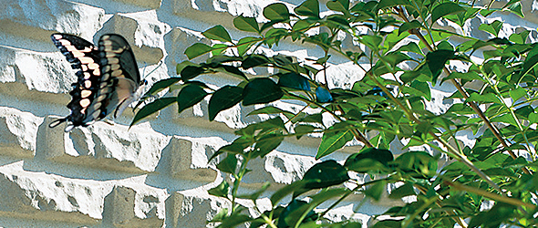 ⽣態系(植栽、野⿃、昆⾍)調査